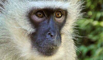 В Австралии объявили о первом заболевшем обезьяньей оспой - nashgorod.ru - Сша - Австралия