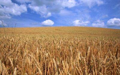 Дэвид Бизли - Запасов пшеницы в мире хватит на 10 недель - korrespondent.net - Россия - Украина - Пакистан - Индонезия - Шри Ланка
