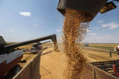 Дэвид Бизли - Мировых запасов пшеницы осталось на 10 недель. Ситуация хуже, чем в 2007 и 2008 годах - unn.com.ua - Украина - Индия - Киев