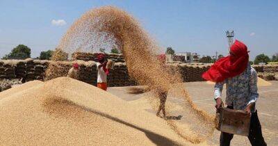 Запасов пшеницы в мире хватит на 10 недель, – аналитик Gro Intelligence - focus.ua - Россия - Украина