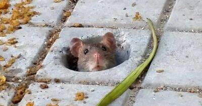 Городские крысы не несут смертельной опасности для людей: ученые объяснили почему - focus.ua - Украина - Вашингтон - Колумбия - Джорджтаун