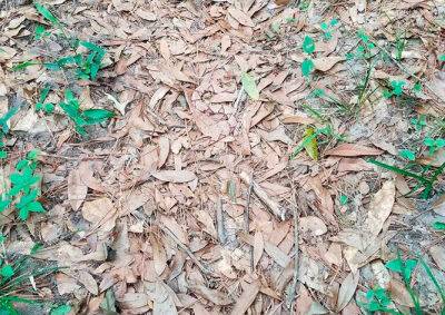 «Загадочная» фотография из леса озадачила интернет-пользователей - vinegret.cz - Чехия - штат Флорида