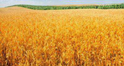 Япония переориентируется с риса на пшеницу: кризис изменил аграрный вектор страны - produkt.by - Россия - Украина - Япония