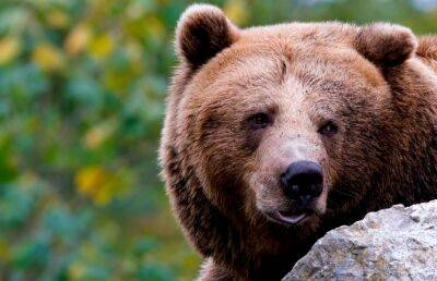 Что делать при встрече с медведем или другим диким животным? - ont.by - Белоруссия