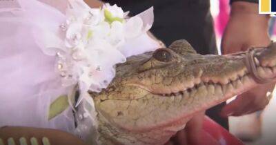 В Мексике мэр рыбацкой деревушки взял в жены крокодила (видео) - focus.ua - Украина - Индия - Мексика