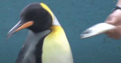 Япония - В Японии пингвины из океанариума объявили голодовку из-за дешевой рыбы (видео) - focus.ua - Украина - Англия - Япония - Токио
