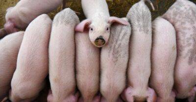 В Латвии констатирована первая в этом году вспышка Африканской свиной чумы – ликвидируют 1500 животных - rus.delfi.lv - Латвия