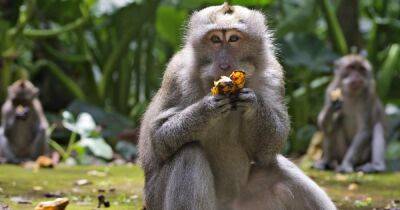 Маргарет Харрис - В Бразилии решили перетравить всех обезьян из-за опасений обезьяньей оспы, – СМИ - focus.ua - Украина - Женева - Бразилия - Сан-Паулу - Нигерия - Сан-Хосе
