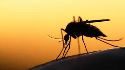 Чью кровь любят пить комары, объяснили в Израиле - vesty.co.il - Израиль - Бразилия