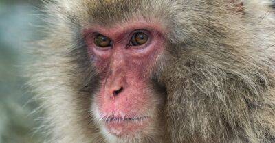 В июле в Латвии зарегистрирован третий случай обезьяньей оспы - rus.delfi.lv - Латвия - Рига