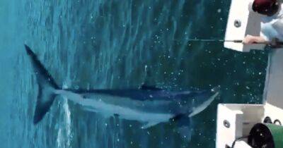 Сша - "Воздушная атака": самая быстрая акула в мире прыгнула в лодку и напугала рыбаков (видео) - focus.ua - Украина - Usa - штат Массачусетс