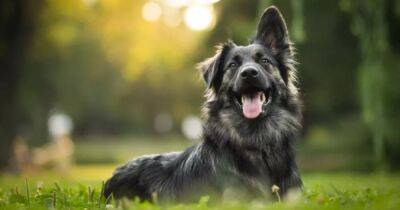 Фрэнсис Крик - Могут ли собаки переживать эмоции и насколько они умны: ученые рассказали самое интересное - focus.ua - Украина - Германия - Лондон