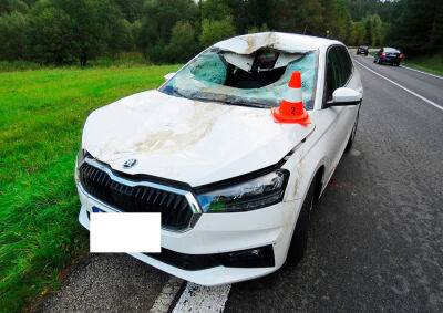 Чешская полиция показала последствия ДТП с оленем - vinegret.cz - Чехия