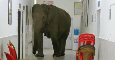 Три диких слона прогулялись по больнице в Индии, один застрял в дверях (фото, видео) - focus.ua - Украина - Индия
