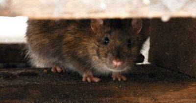 Ложно обвиненные. Ученые предполагают, что крыс несправедливо обвинили в распространении чумы - focus.ua - Украина
