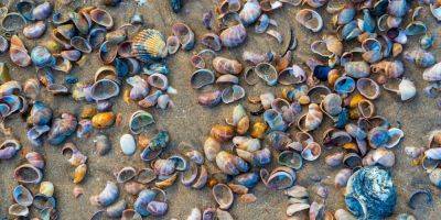 Как вирус. Ученые обнаружили древний рак, который может распространяться по воде среди моллюсков - nv.ua - Украина