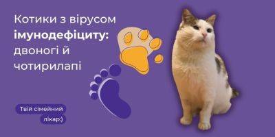 Вирус иммунодефицита животных. Что нужно знать, чтобы ваш котик или кошечка прожили долгую жизнь - nv.ua - Украина - штат Калифорния